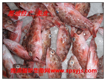 霞浦美食-石斑鱼